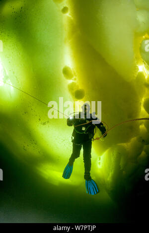 Taucher unter Eis und Eisbildung, Polarkreis Dive Center, weißes Meer, Karelien, Nordrussland März 2010 Stockfoto