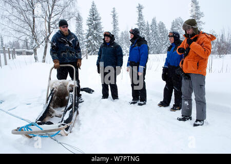 Lauri, ein Leitfaden für Schlittenhunde Exkursionen, erläutert die Verwendung der Schlitten zu Touristen, innen Riisitunturi Nationalpark, Lappland, Finnland Stockfoto