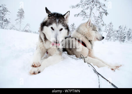 Siberian Husky Hunde an den Rest, wie Schlittenhunde im riisitunturi Nationalpark, Lappland, Finnland verwendet Stockfoto