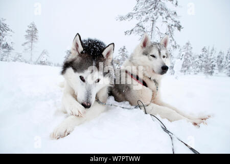Siberian Husky Hunde an den Rest, wie Schlittenhunde im riisitunturi Nationalpark, Lappland, Finnland verwendet Stockfoto