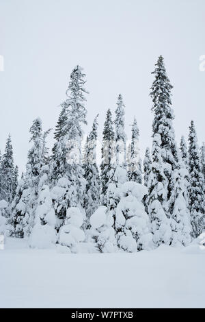 Verschneite Kiefern im riisitunturi Nationalpark, Lappland, Finnland Stockfoto