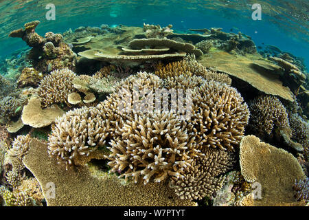 Riff mit verschiedenen (acropora) Steinkorallen einschließlich Table Top Coral (Acropora hyacinthus) sowie (Acropora robusta), Malediven, Indischer Ozean bedeckt Stockfoto