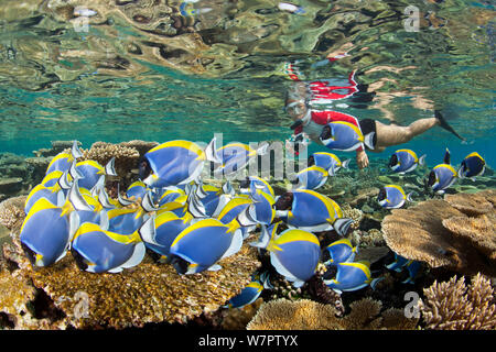 Shoal mit Pulver blau Doktorfische (Acanthurus leucosternon) Schwimmen über Riff, mit Schnorchler im Hintergrund, Malediven, Indischer Ozean Stockfoto