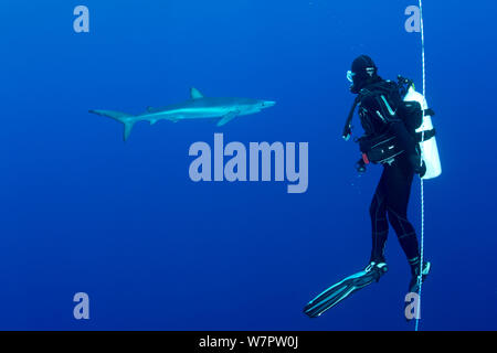Scuba Diver an einem Sicherungsseil mit großer Blauhai (Prionace Hastata) Abstand, die Insel Pico, Azoren, Portugal, Atlantik Stockfoto
