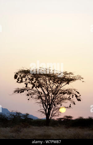 Weavers Nester auf eine Akazie. Bei Sonnenaufgang, Samburu Game Reserve, Kenia Stockfoto