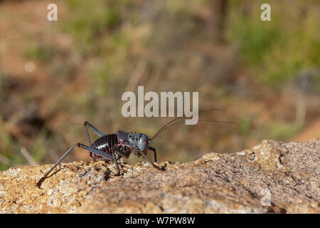 Lange-horned Grasshopper (Eppiphiger sp) Namibia Stockfoto