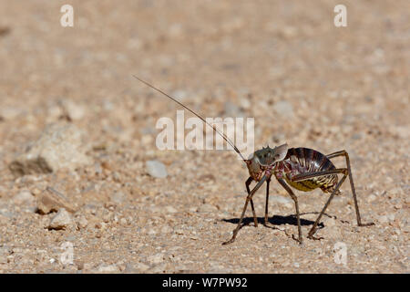 Lange-horned Grasshopper (Ephippiger sp) auf Masse, Namibia Stockfoto