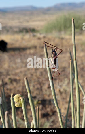 Lange-horned Grasshopper (Ephippiger sp) auf Milch bush (Euphorbia Damarana) im Damaraland, Namibia Stockfoto