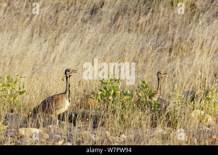 Northern black Korhaan (Afrotis afraoides) Weiblich, Etosha National Park, Namibia Stockfoto