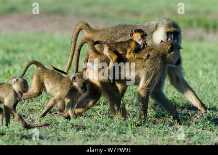 Yellow baboon (Papio hamadryas cynocephalus) Mutter mit ihrem Baby in der Mitte einer Gruppe, Amsoseli Nationalpark, Kenia Stockfoto