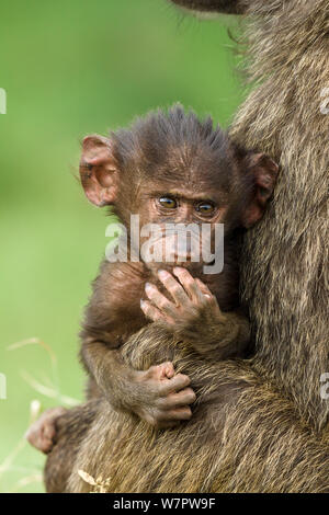 Olive baboon (Papio hamadryas Anubis) Baby mit seiner Mutter, Nakuru, Kenia Stockfoto