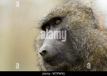 Olive baboon (Papio hamadryas Anubis) Nahaufnahme eines männlichen, Nakuru, Kenia Stockfoto