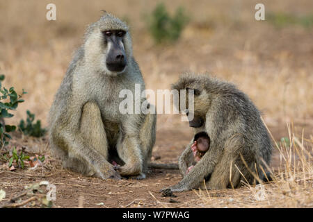 Yellow baboon (Papio hamadryas cynocephalus) männlichen Blick auf eine Mutter und ihr Baby, Tsavo Ost Nationalpark, Kenia Stockfoto
