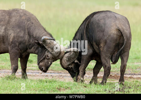 Afrikanischer Büffel (Syncerus Caffer) Männer kämpften, Masai-Mara Game Reserve, Kenia Stockfoto