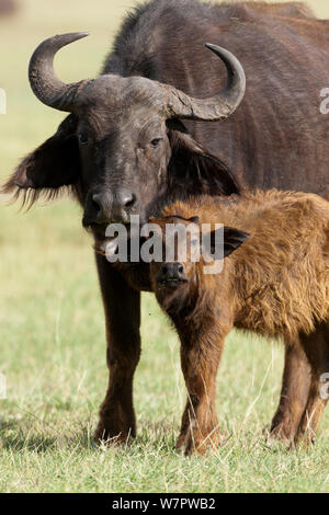 Afrikanischer Büffel (Syncerus Caffer) Kalb mit Mutter, Nakuru, Kenia Stockfoto