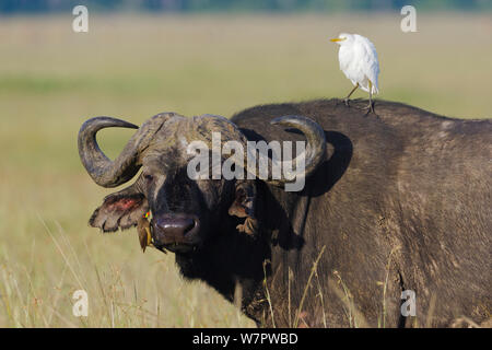 Afrikanischer Büffel (Syncerus Caffer) männlich mit einem kuhreiher (Bulbulcus ibis ibis) und eine gelb-billed oxpecker (Buphagus africanus) Masai-Mara Game Reserve, Kenia Stockfoto