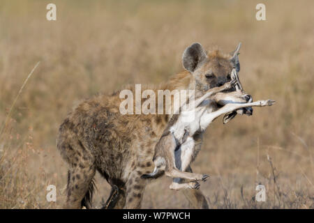 Hyänen (Crocuta Crocuta) Tötung einer Neugeborenen Grant es Gazelle (Nanger Granti) entdeckt Masai Mara Game reserve, Kenia Stockfoto