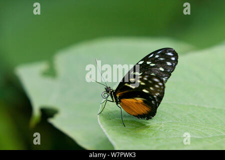 Tiger longwing Schmetterling (Heliconius hecale) auf Blatt mit gerollter Rüssel, Hacienda Baru, Costa Rica Stockfoto