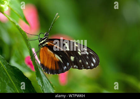 Tiger longwing blutterfly (Heliconius hecale) Hacienda Baru, Costa Rica Stockfoto