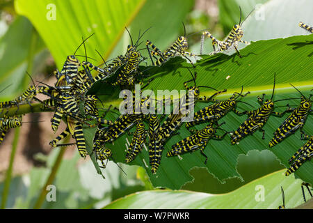 Grasshopper Nymphen (Tropidacris cristata) Hacienda Baru, Costa Rica Stockfoto