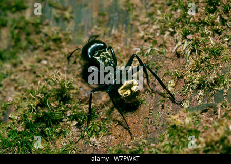 Carpenter ant (camponotus Sp) Hacienda Baru, Costa Rica Stockfoto