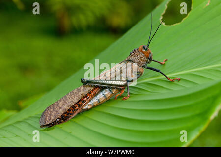 Grasshopper (Tropidacris cristata) Corcovado National Park, Costa Rica Stockfoto