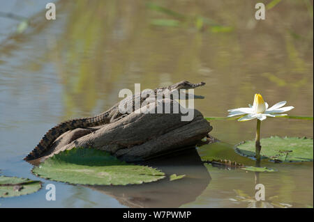 Nilkrokodil (Crocodylus niloticus) sehr Junge in einem kleinen Fluss mit Seerose, Masai-Mara Game Reserve, Kenia Stockfoto