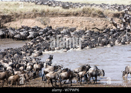 Gnus (Connochaetes Taurinus), Herde, die Überquerung des Mara Flusses, Masai Mara Wildreservat, Kenia Stockfoto