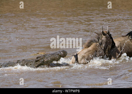 Gnus (connochaetes Taurinus) Überquerung des Mara River und durch ein Nilkrokodil (Crocodylus niloticus) Masai-Mara Game Reserve, Kenia Stockfoto