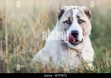 Portrait einer jungen Zentralasiatischen Schäferhund sitzend auf einer Wiese zwischen Bents Stockfoto