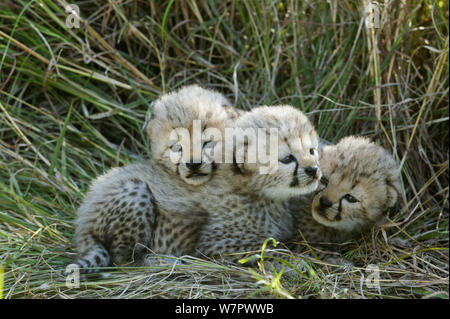 Gepard (Acinonyx jubatus) Jungen im Alter von 5 Wochen, Masai-Mara Game Reserve, Kenia. Gefährdete Arten. Stockfoto