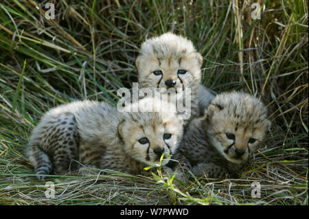 Gepard (Acinonyx jubatus) Jungen im Alter von 5 Wochen, Masai-Mara Game Reserve, Kenia. Gefährdete Arten. Stockfoto