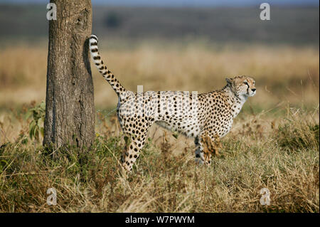 Gepard (Acinonyx jubatus) männlichen Duft Kennzeichnung Baum, Masai-Mara Game Reserve, Kenia. Gefährdete Arten. Stockfoto