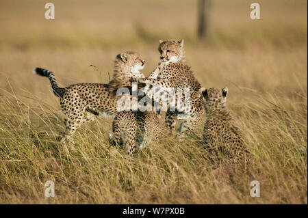 Gepard (Acinonyx jubatus) Jungen im Alter von 6 Monaten spielen, Masai-Mara Game Reserve, Kenia. Gefährdete Arten. Stockfoto