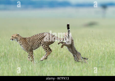 Gepard (Acinonyx jubatus) Mutter und Cub spielen, Masai-Mara Game Reserve, Kenia. Gefährdete Arten. Stockfoto