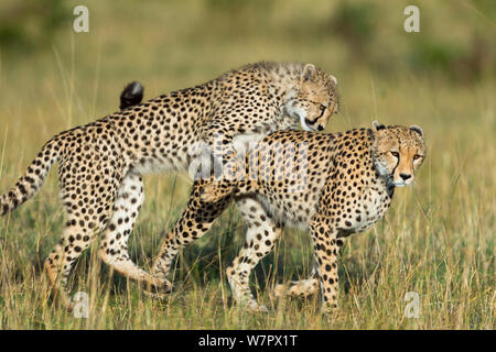 Gepard (Acinonyx jubatus) Mutter und Cub spielen, Masai-Mara Game Reserve, Kenia. Gefährdete Arten. Stockfoto