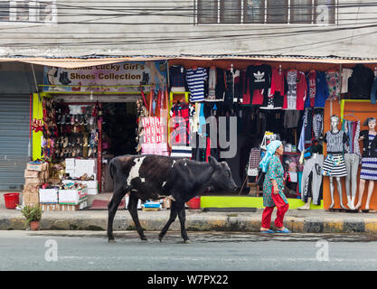 Eine junge Kuh und eine Frau entlang einer Straße in Kathmandu. Stockfoto