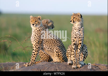 Gepard (Acinonyx jubatus) Jungen im Alter von 10 Monaten, Masai-Mara Game Reserve, Kenia. Gefährdete Arten. Stockfoto