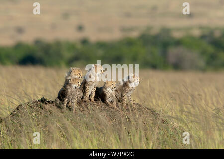 Gepard (Acinonyx jubatus) Jungen im Alter von 2/3 Monaten Masai-Mara Game Reserve, Kenia. Gefährdete Arten. Stockfoto