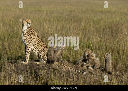 Gepard (Acinonyx jubatus) Mutter und Jungen im Alter von 2/3 Monaten Masai-Mara Game Reserve, Kenia. Gefährdete Arten. Stockfoto