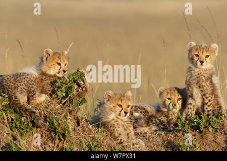 Gepard (Acinonyx jubatus) Jungen im Alter von 7/8 Wochen, Masai-Mara Game Reserve, Kenia. Gefährdete Arten. Stockfoto