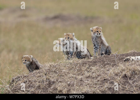 Gepard (Acinonyx jubatus) Jungen im Alter von 2/3 Monaten Masai-Mara Game Reserve, Kenia. Gefährdete Arten. Stockfoto