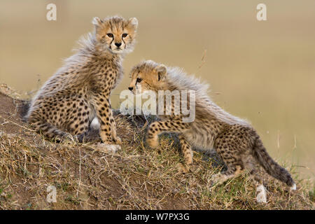 Gepard (Acinonyx jubatus) Jungen im Alter von 2/3 Monaten Masai-Mara Game Reserve, Kenia. Gefährdete Arten. Stockfoto