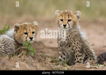 Gepard (Acinonyx jubatus) Jungen im Alter von 2/3 Monaten Masai-Mara Game Reserve, Kenia. Gefährdete Arten. Stockfoto