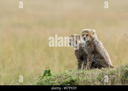 Gepard (Acinonyx jubatus) Jungen im Alter von 2/3 Monaten Masai-Mara Game Reserve, Kenia. Gefährdete Arten. Stockfoto