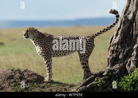 Gepard (Acinonyx jubatus) männlich Kennzeichnung, Masai-Mara Game Reserve, Kenia. Gefährdete Arten. Stockfoto