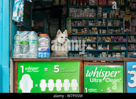 Weißer Hund saß hinter der Theke einer Straße Apotheke in Kathmandu Stockfoto