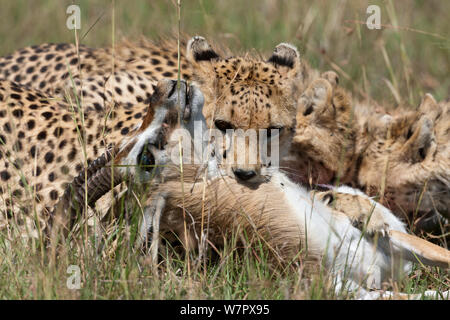 Gepard (Acinonyx jubatus) weibliche Tötung eines männlichen Thomson Gazellen (Eudorcas thomsoni) Masai-Mara Game Reserve, Kenia. Gefährdete Arten. Stockfoto