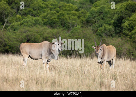 Kap elenantilope (taurotragus Oryx) männlich, Masai-Mara Game Reserve, Kenia Stockfoto