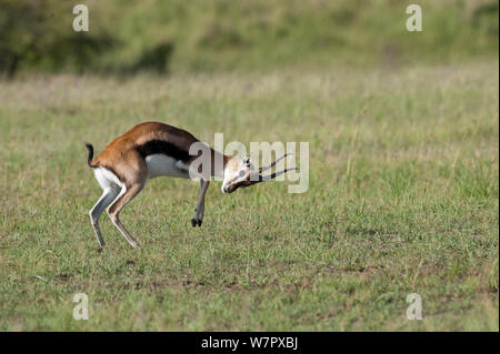 *** Thomson's Gazelle (Gazella thomsoni) männlichen kämpfen, Masai-Mara Game Reserve, Kenia Stockfoto